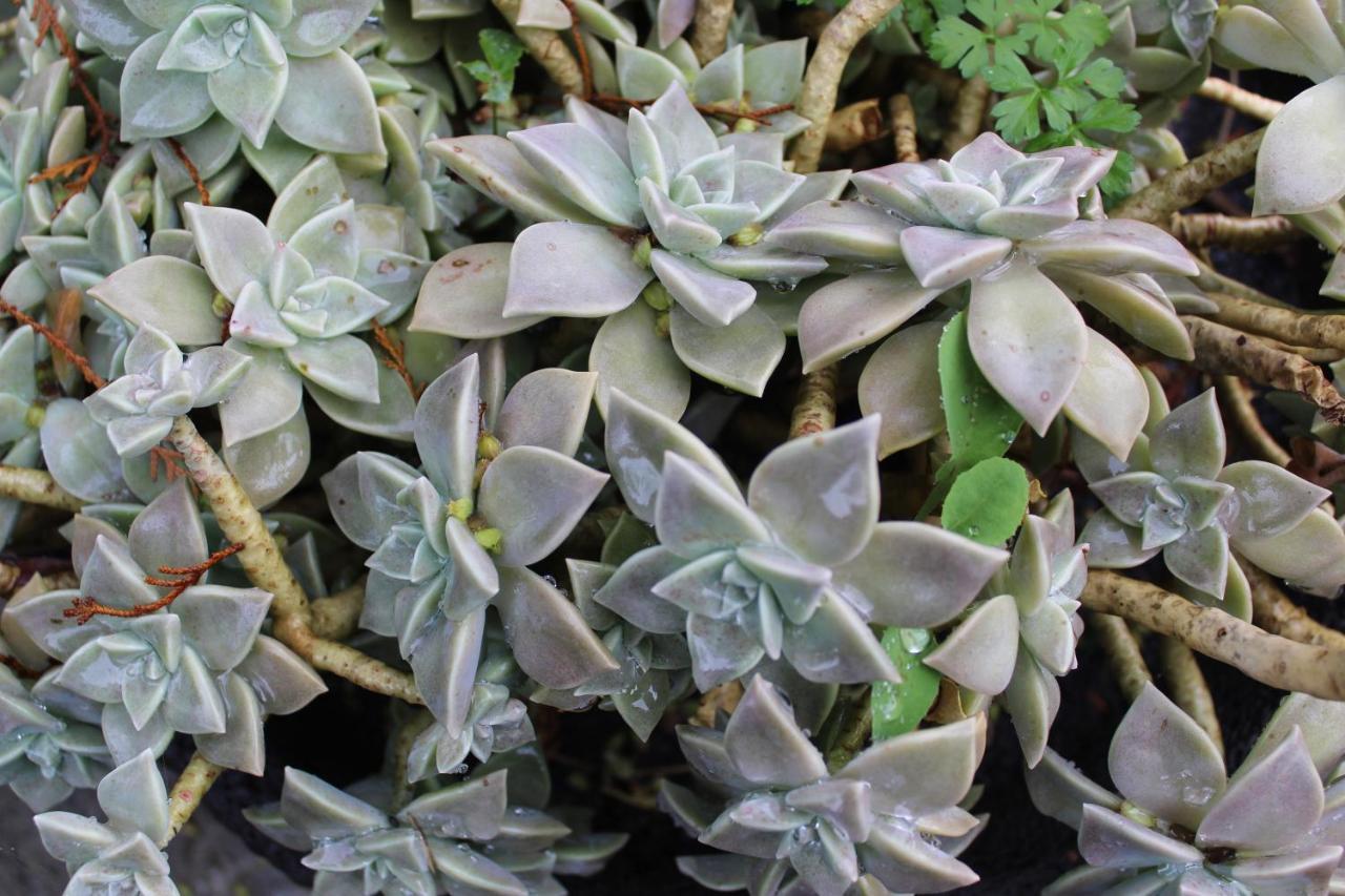 Quintinha Da Romana Camara de Lobos Luaran gambar