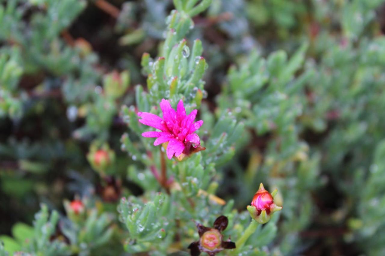 Quintinha Da Romana Camara de Lobos Luaran gambar